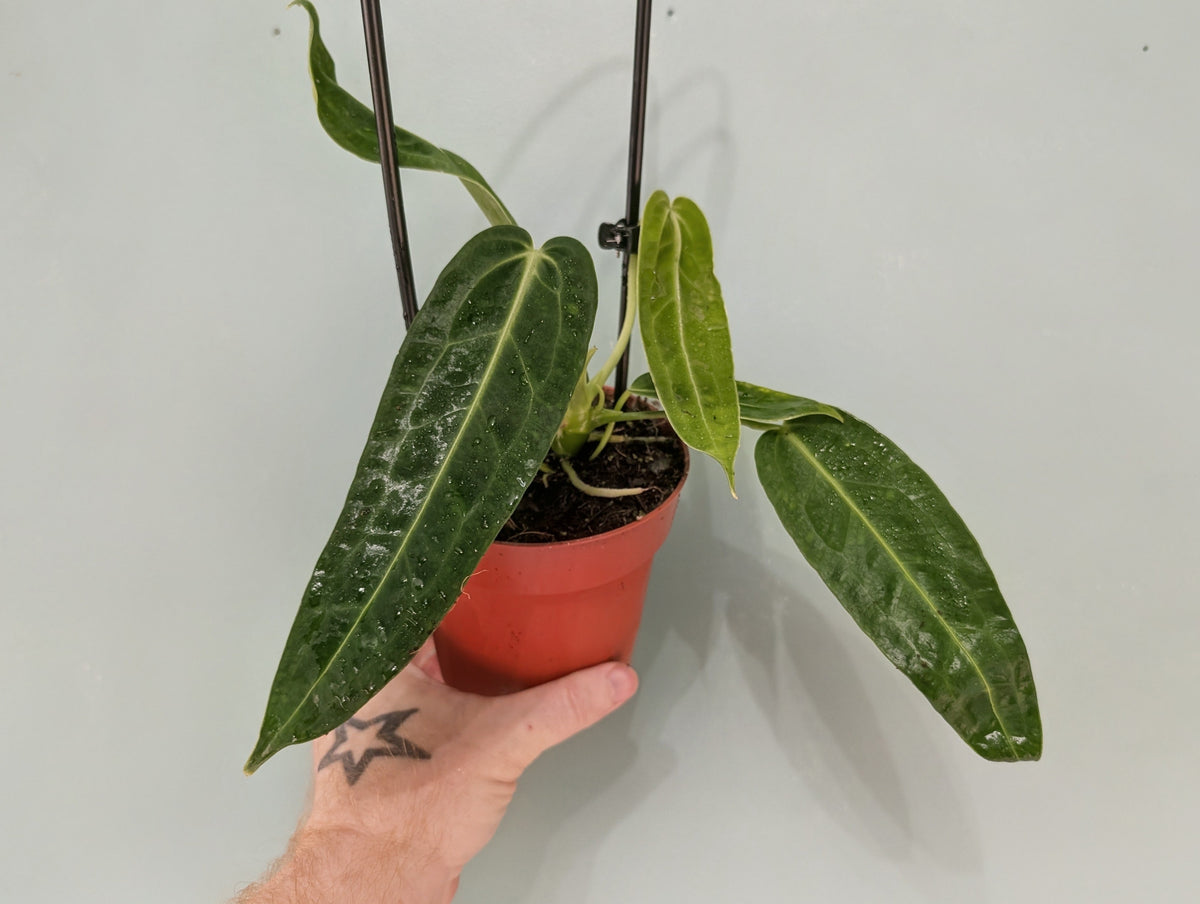 Anthurium Warocqueanum 12cm