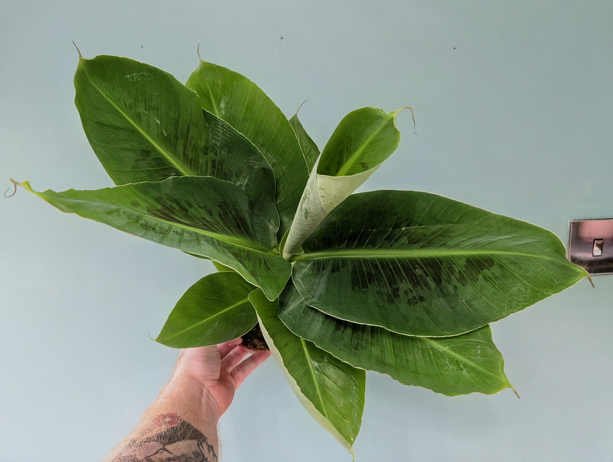 Musa Dwarf 12cm