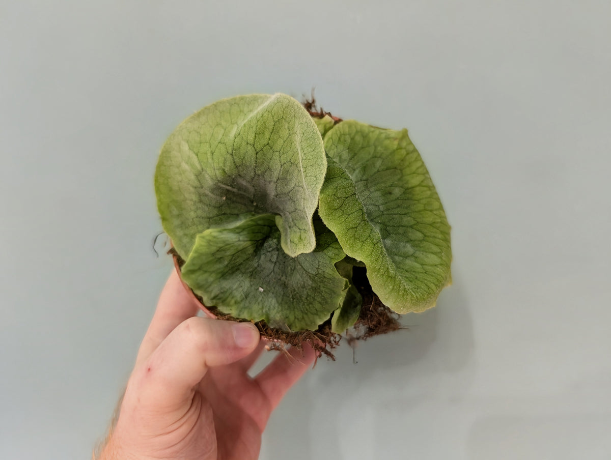 Platycerium Superbum 12cm