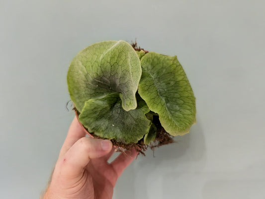 Platycerium Superbum 12cm