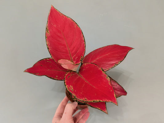 Aglaonema Beautiful Red 9cm