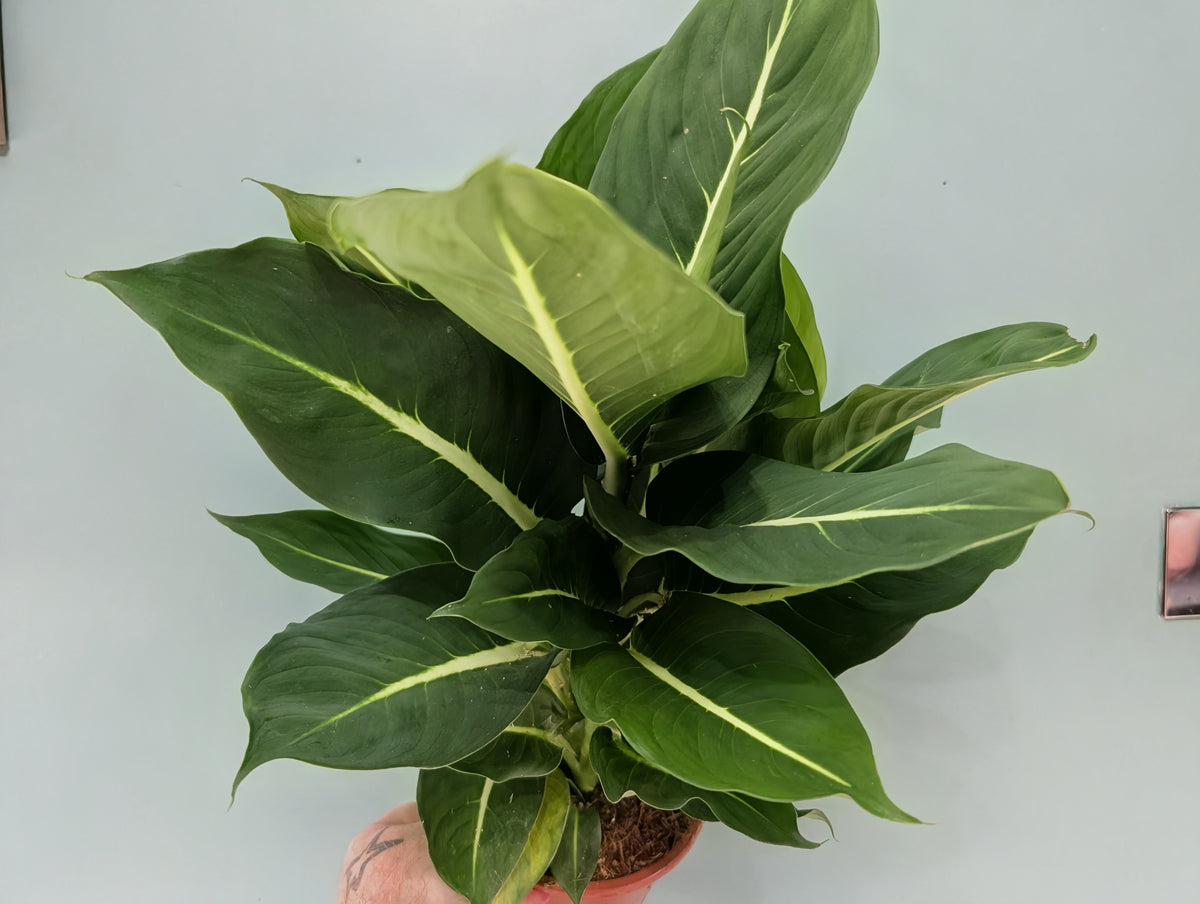 Dieffenbachia Green Magic 17cm