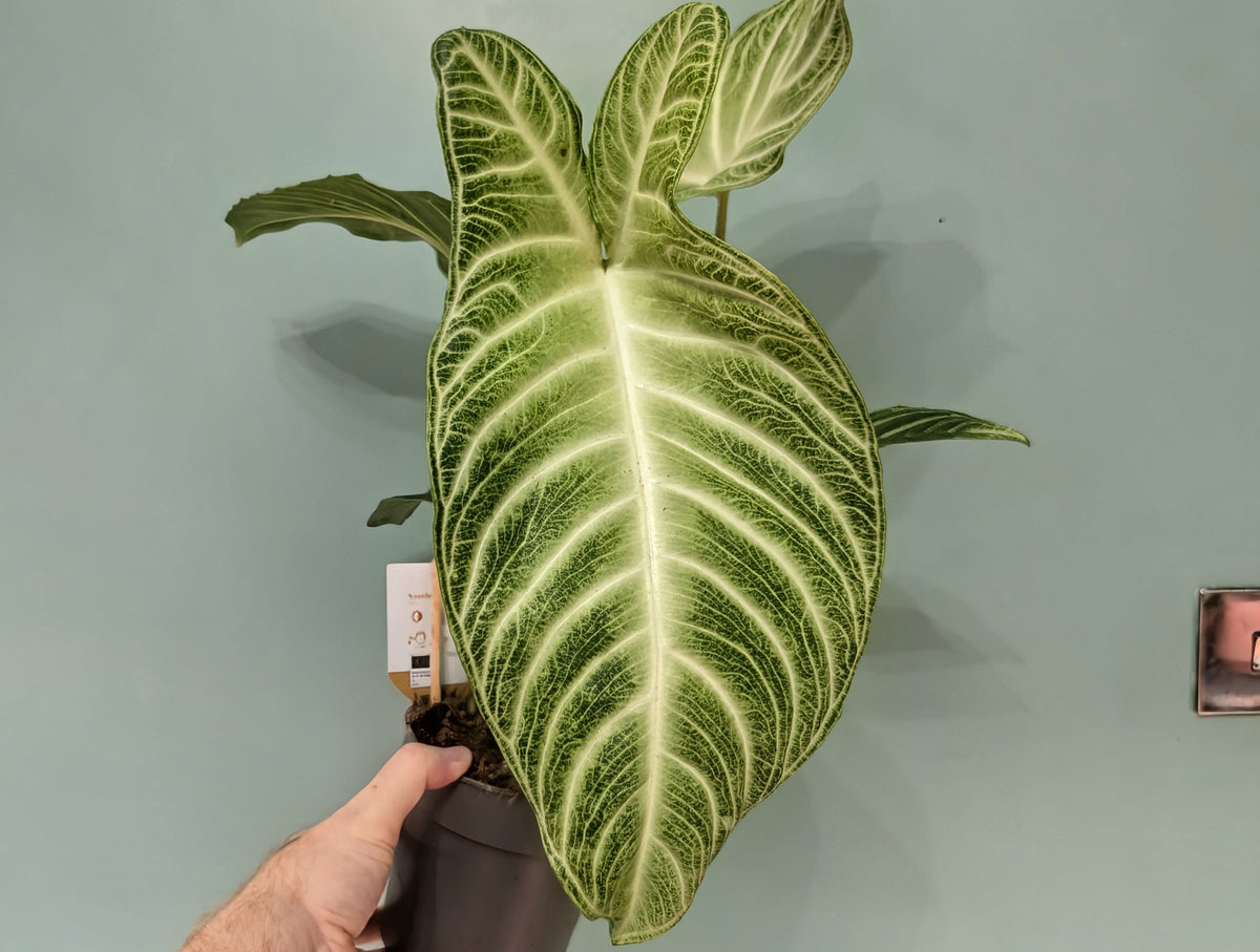 Xanthosoma Lindenii Mint 14cm