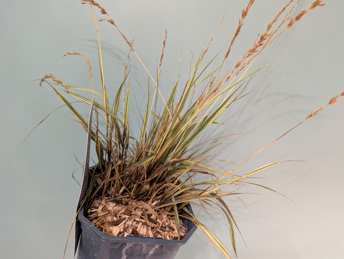 Molinia Caerulea Variegata 17cm