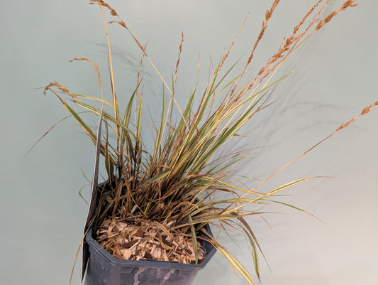 Molinia Caerulea Variegata 17cm