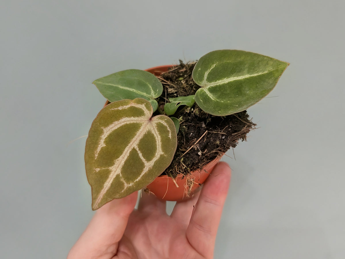 Anthurium Red Crystalanium 8cm