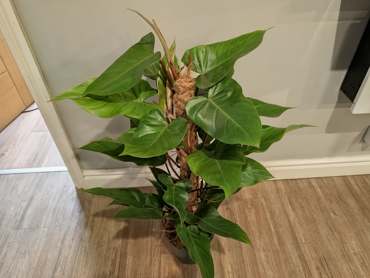Philodendron Red Emerald 19cm