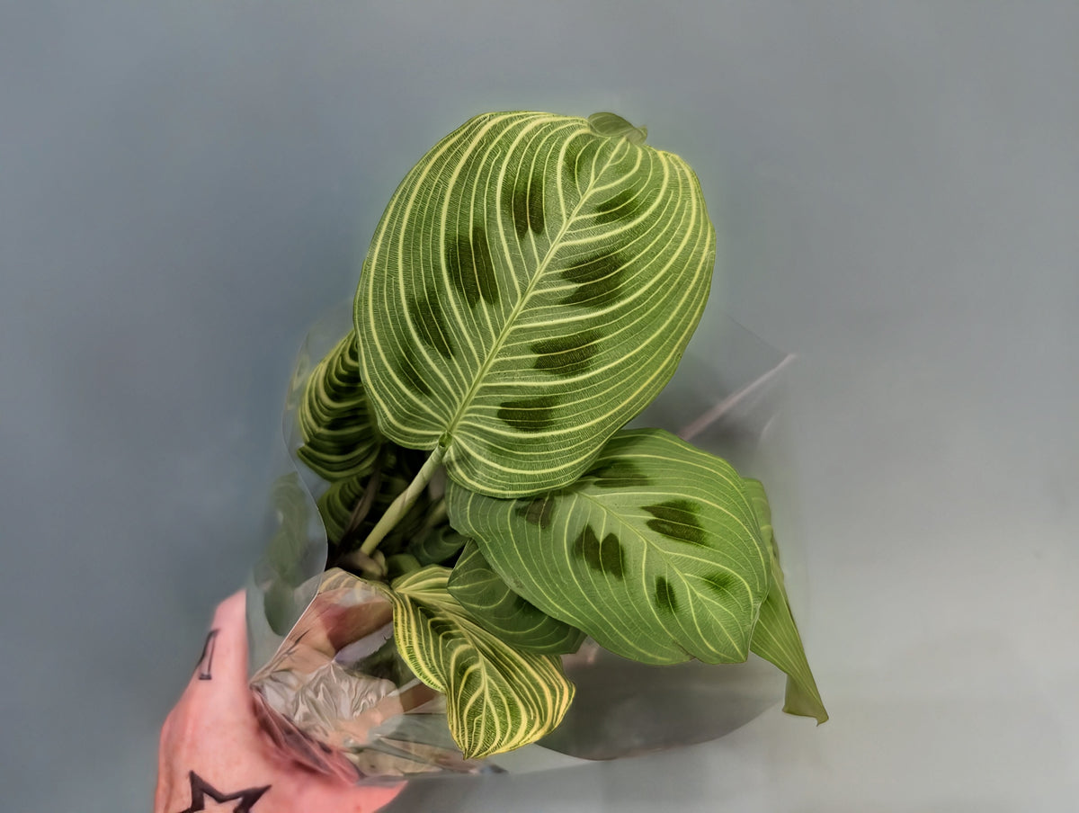 Maranta Light Veins 12cm