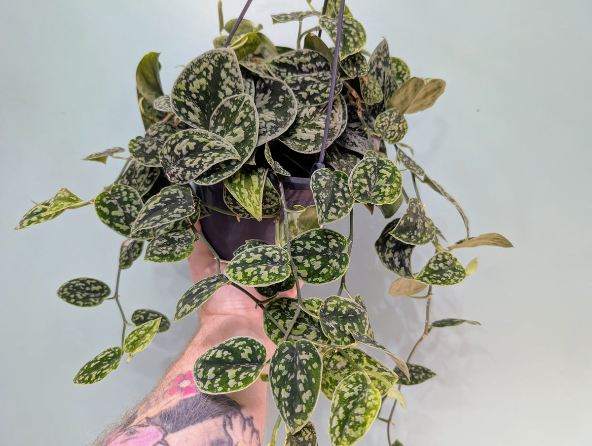 Scindapsus Tricolor Silver Hanging Basket 15cm