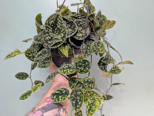 Scindapsus Tricolor Silver Hanging Basket 15cm