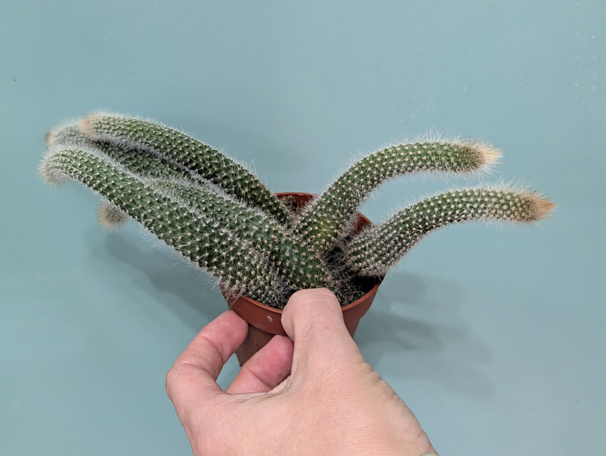 Monkey Tail Cactus 9cm