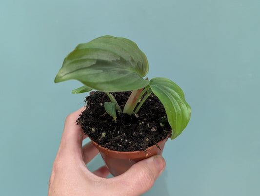 Kaempferia Aurantiflora Jungle Silver 8cm