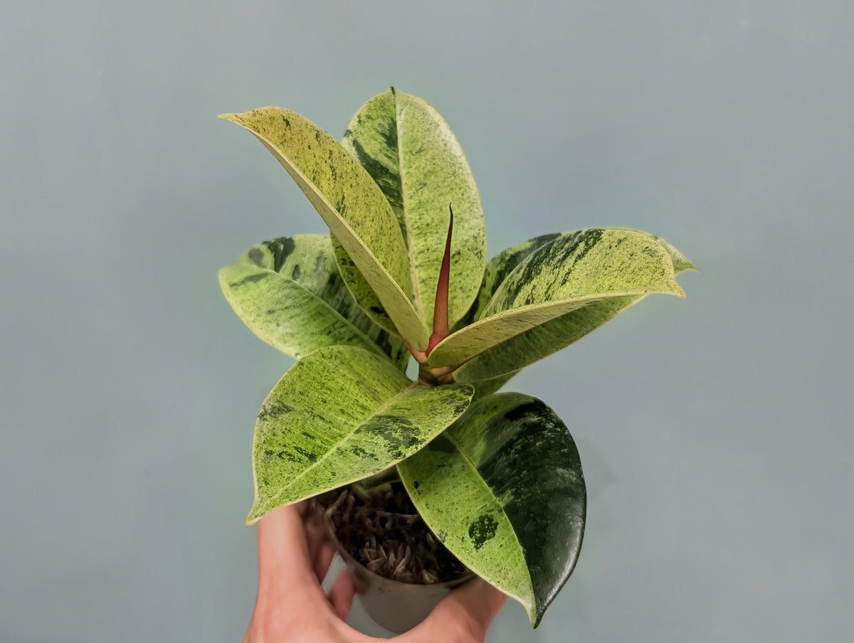 Ficus Shivereana 9cm
