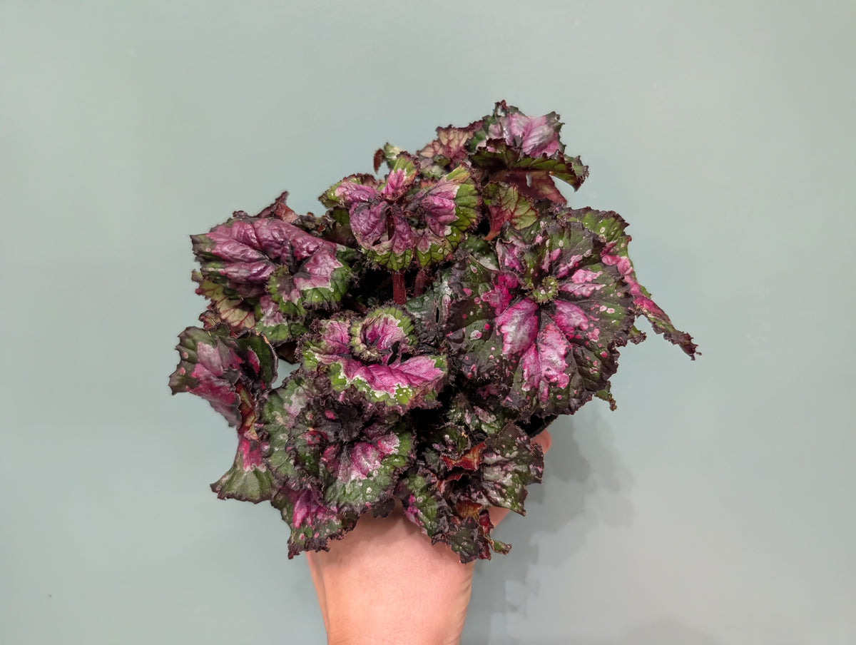 Begonia Macarena 12cm