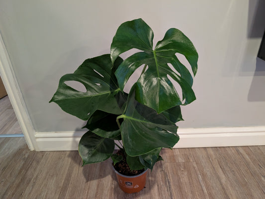Monstera Deliciosa 17cm