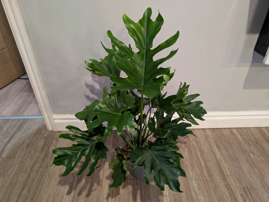 Philodendron Sell Hope 17cm