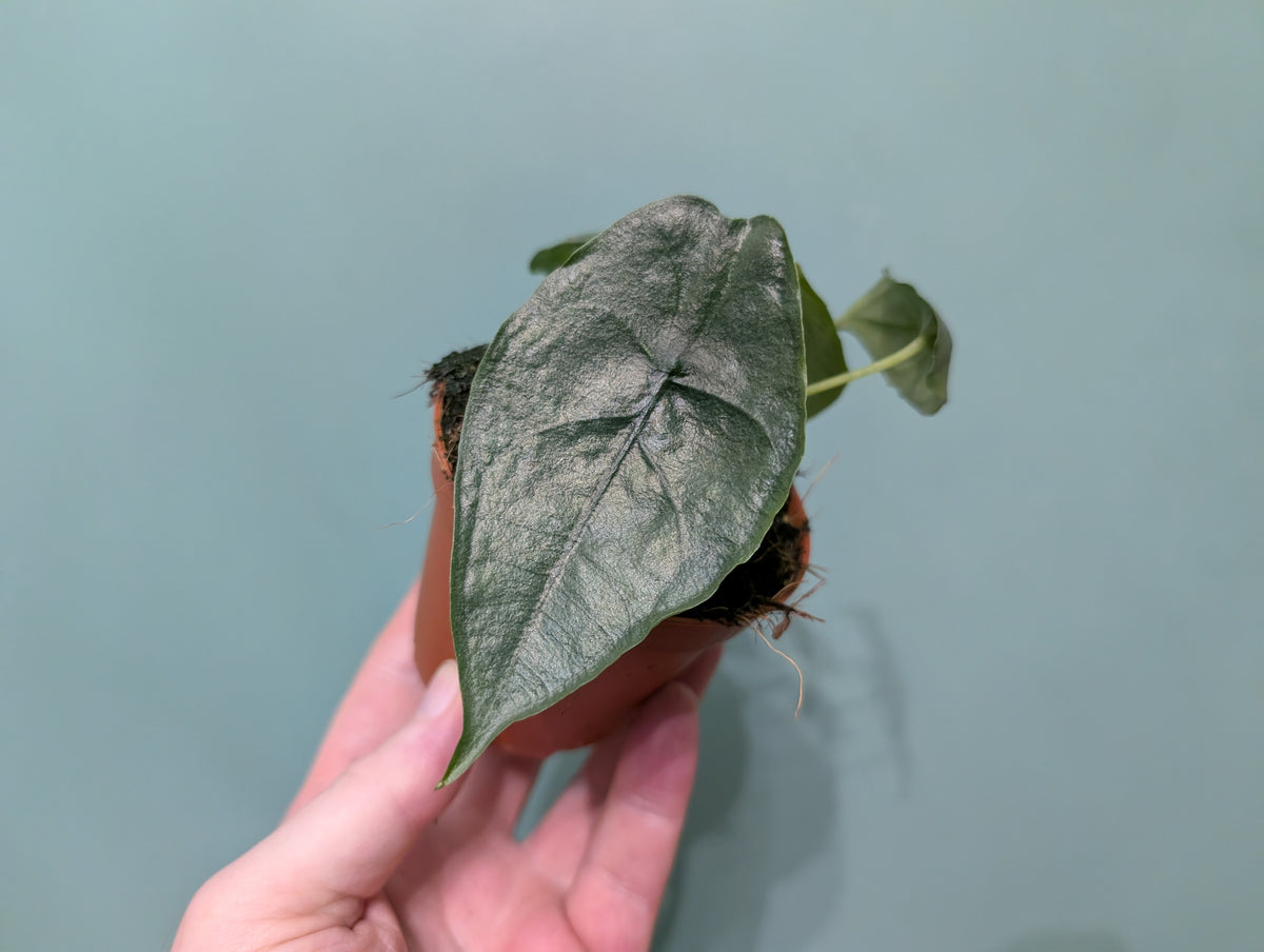 Alocasia Heterophylla - Dragon's Breath 8cm