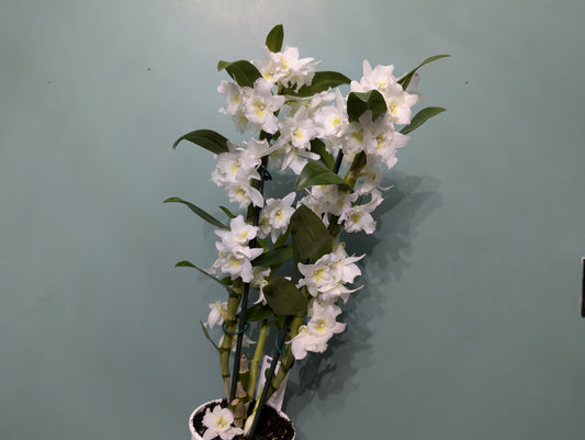 Dendrobium Nobile Apollon 11cm
