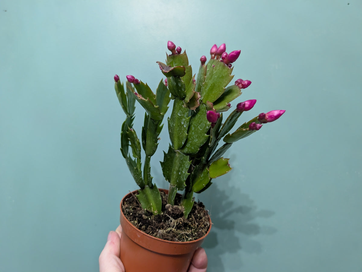 Schlumbergera  (Christmas Cactus) 9cm
