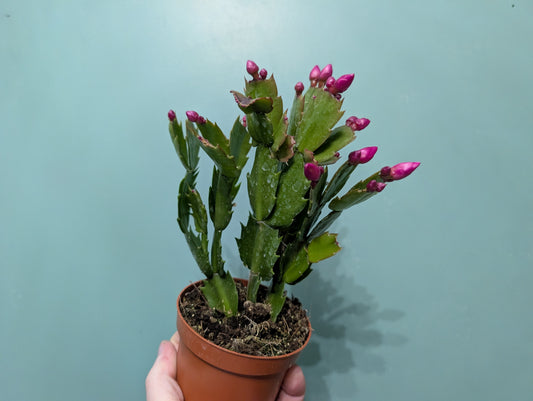 Schlumbergera  (Christmas Cactus) 9cm