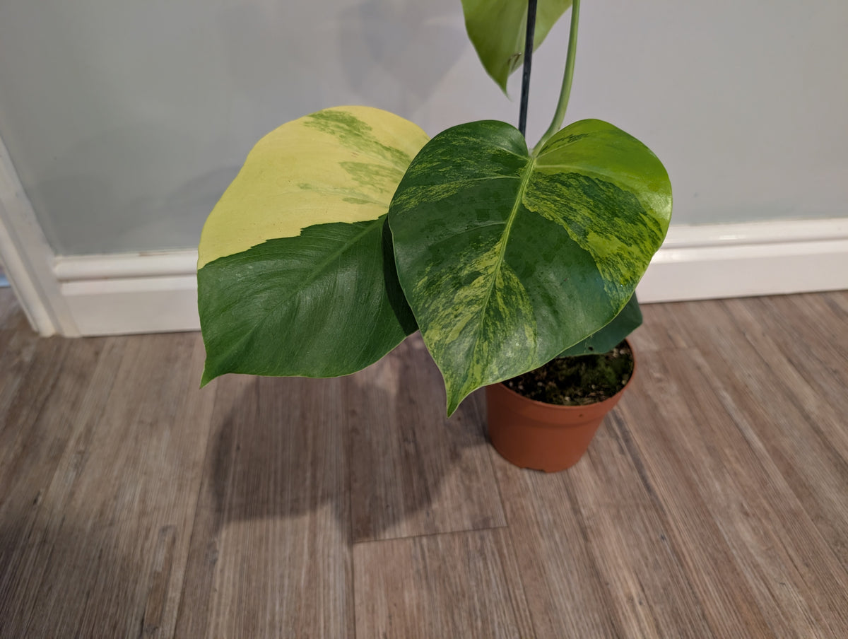 Monstera Deliciosa Aurea 17cm