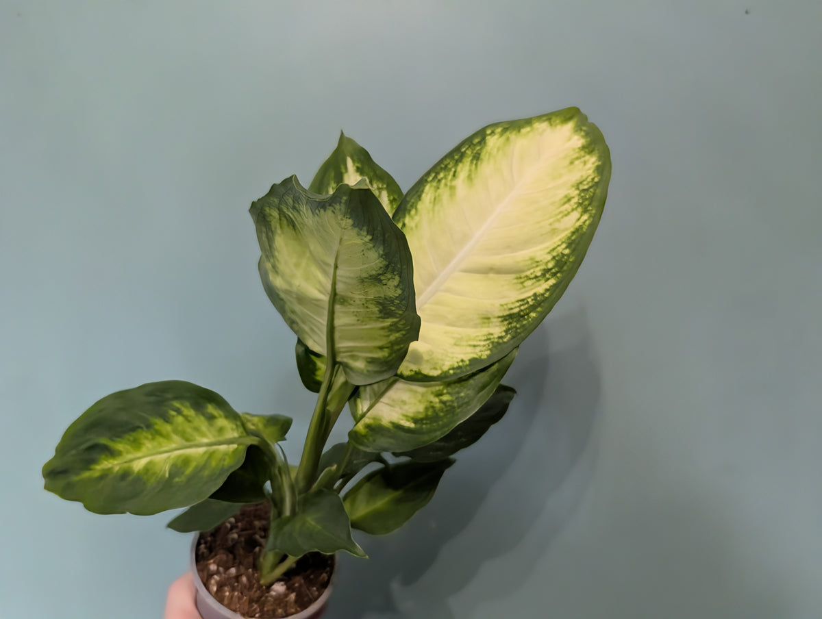 Dieffenbachia Camilla 8.5cm