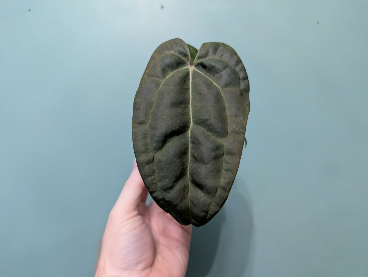 Anthurium Papi x Dark Phoenix 7cm