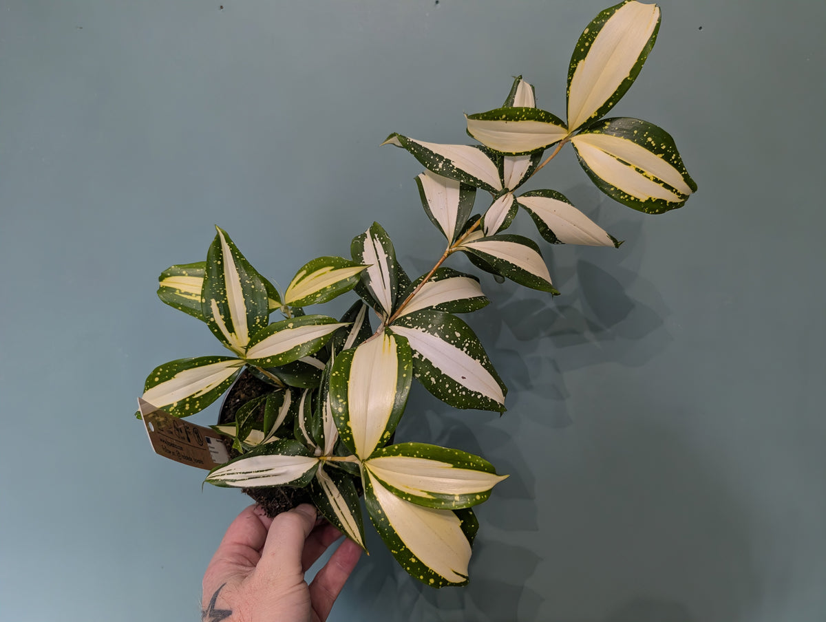 Draceana Milky Way 12cm