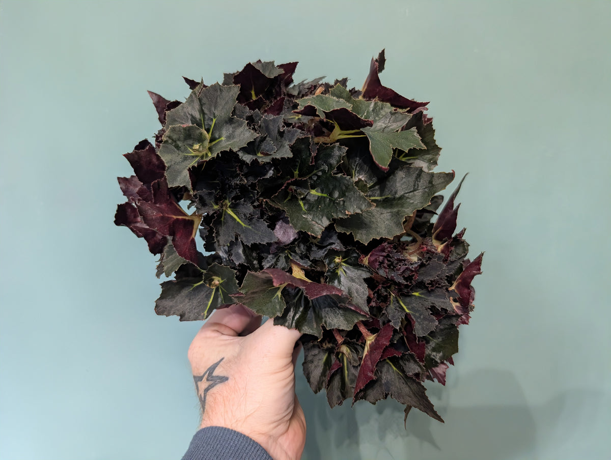 Begonia Spiky Nights 12cm