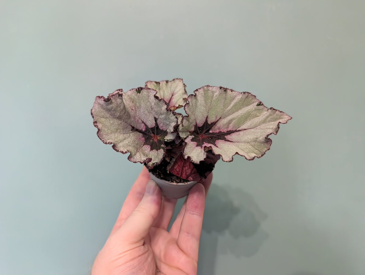 Begonia Spirit Of Kwale 6cm