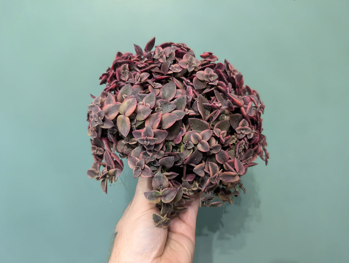 Crassula Marginalis 12cm