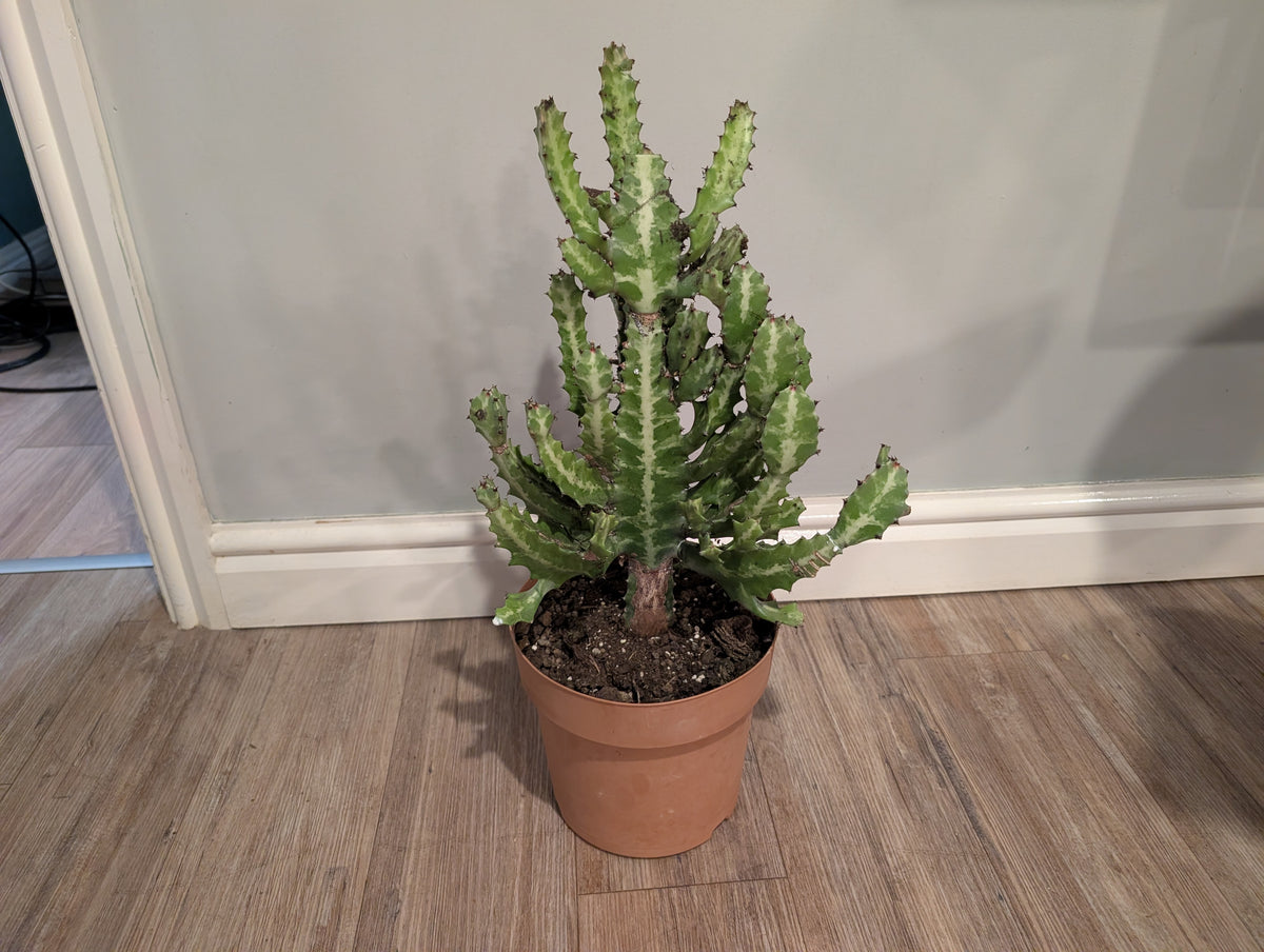Euphorbia Lactea 21cm