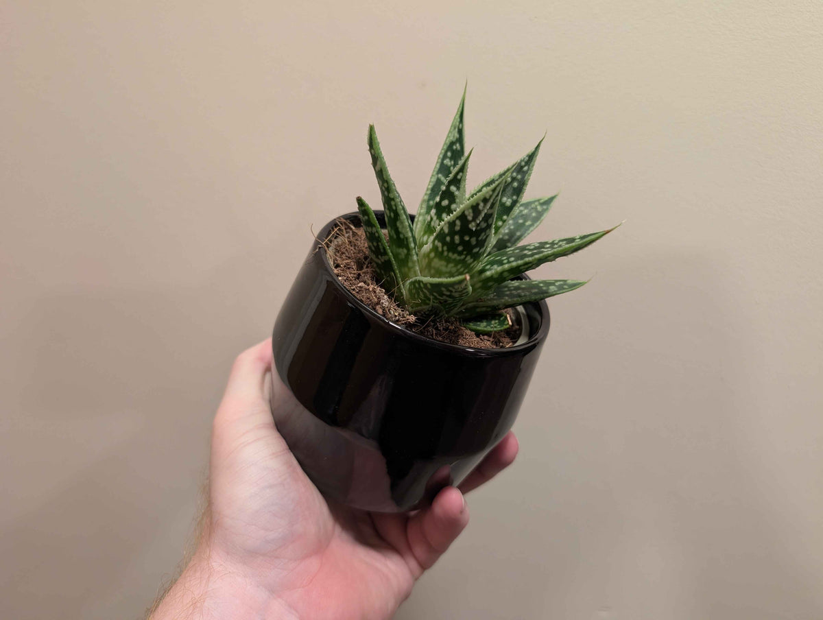 Succulent Mix In Ceramic Pot 10cm