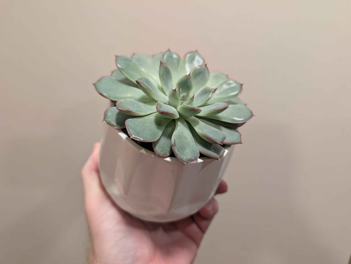 Succulent Mix In Ceramic Pot 10cm