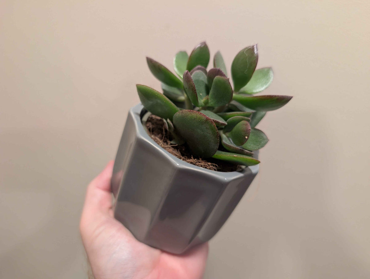 Succulent Mix In Ceramic Pot 10cm