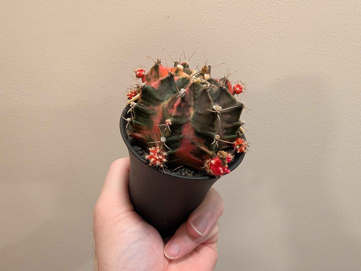 Gymnocalycium Mihanovichii ‘Japan’ Variegata Mix 7cm