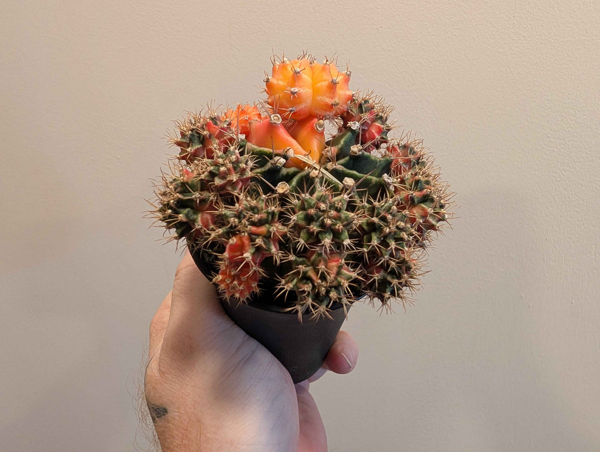 Gymnocalycium Mihanovichii ‘Japan’ Variegata Mix 7cm