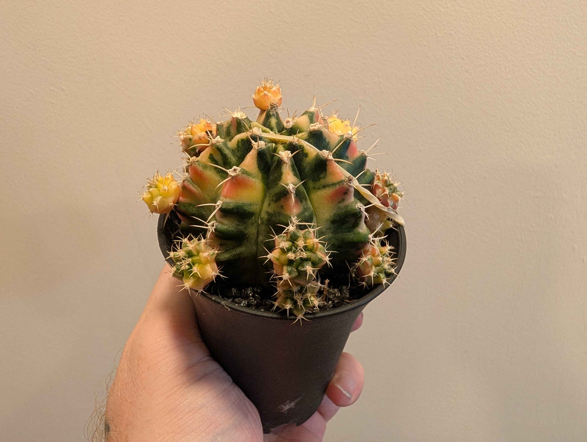 Gymnocalycium Mihanovichii ‘Japan’ Variegata Mix 7cm