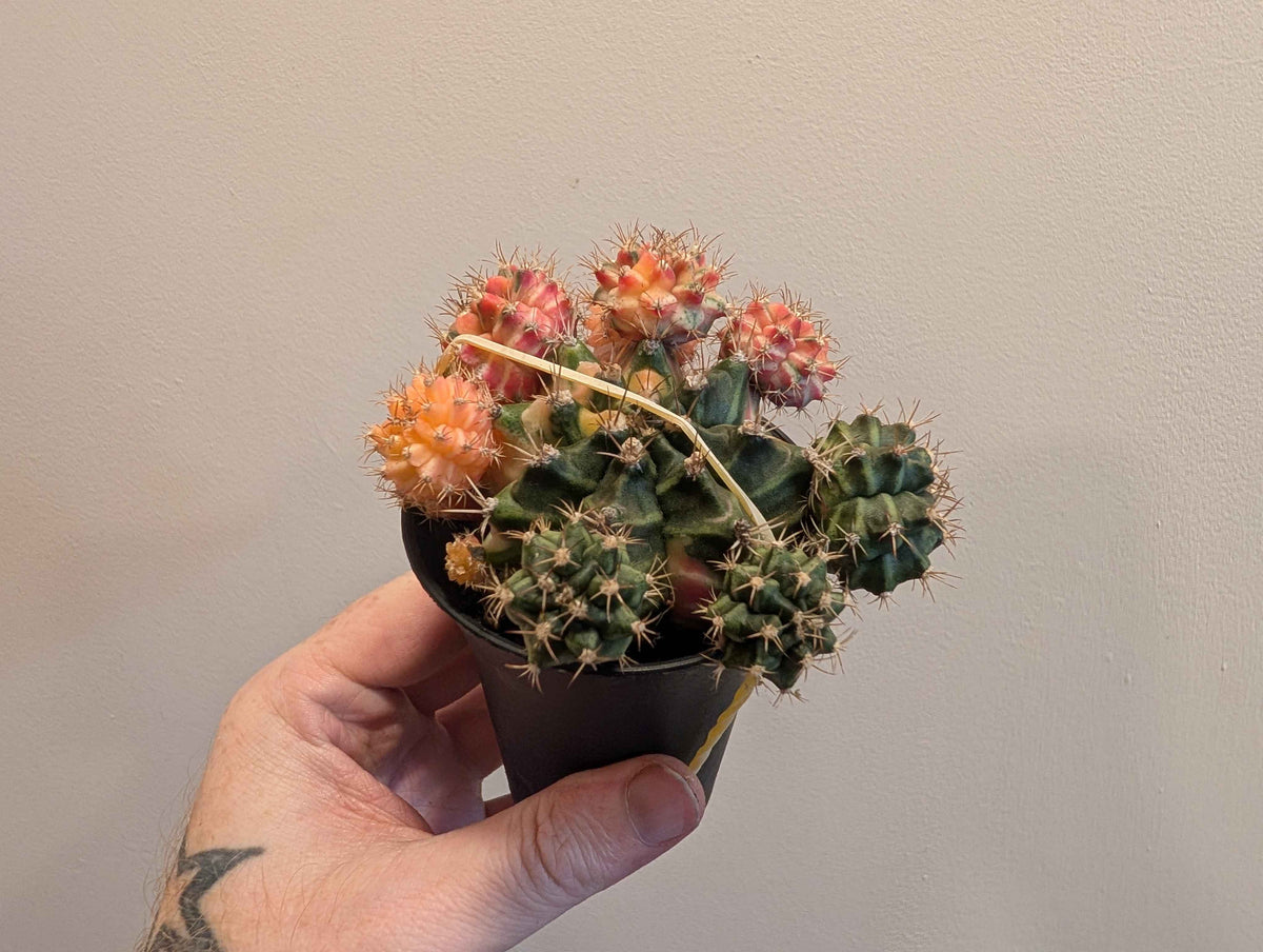 Gymnocalycium Mihanovichii ‘Japan’ Variegata Mix 7cm