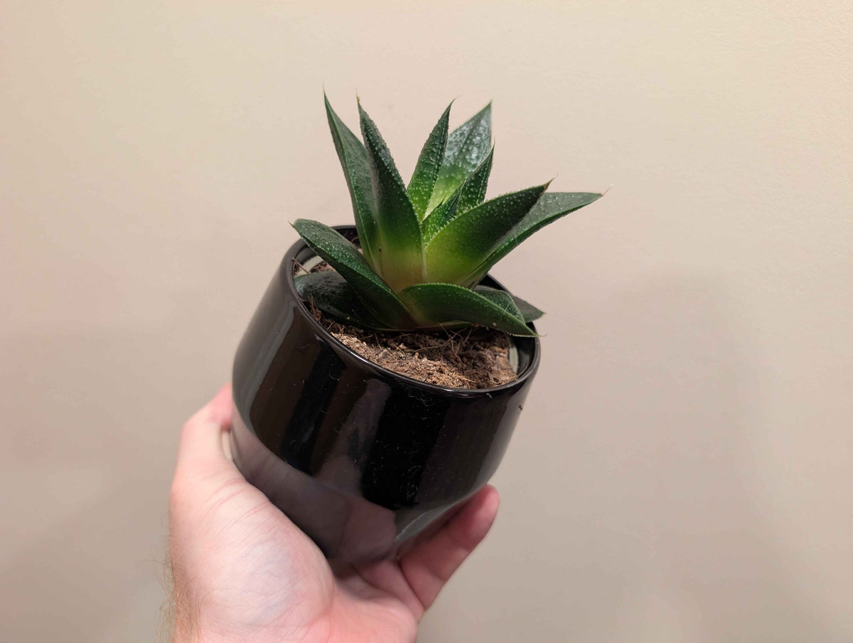 Succulent Mix In Ceramic Pot 10cm