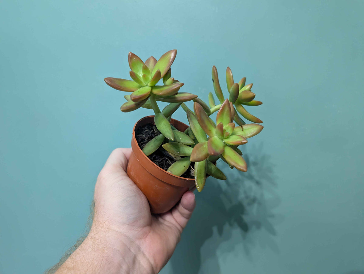 Echeveria Gem Mix 8cm