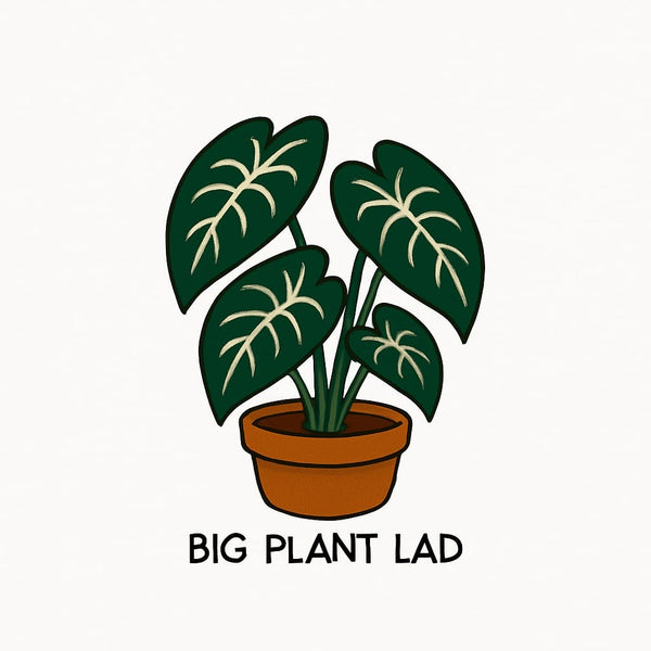 Bigplantlad 