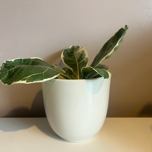 Cream Studio Pot 11.5cm inner