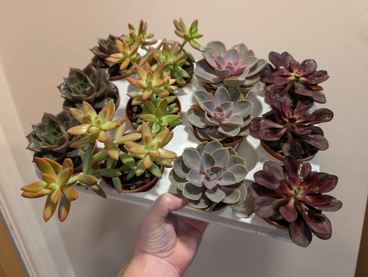 Echeveria Gem Mix 8cm