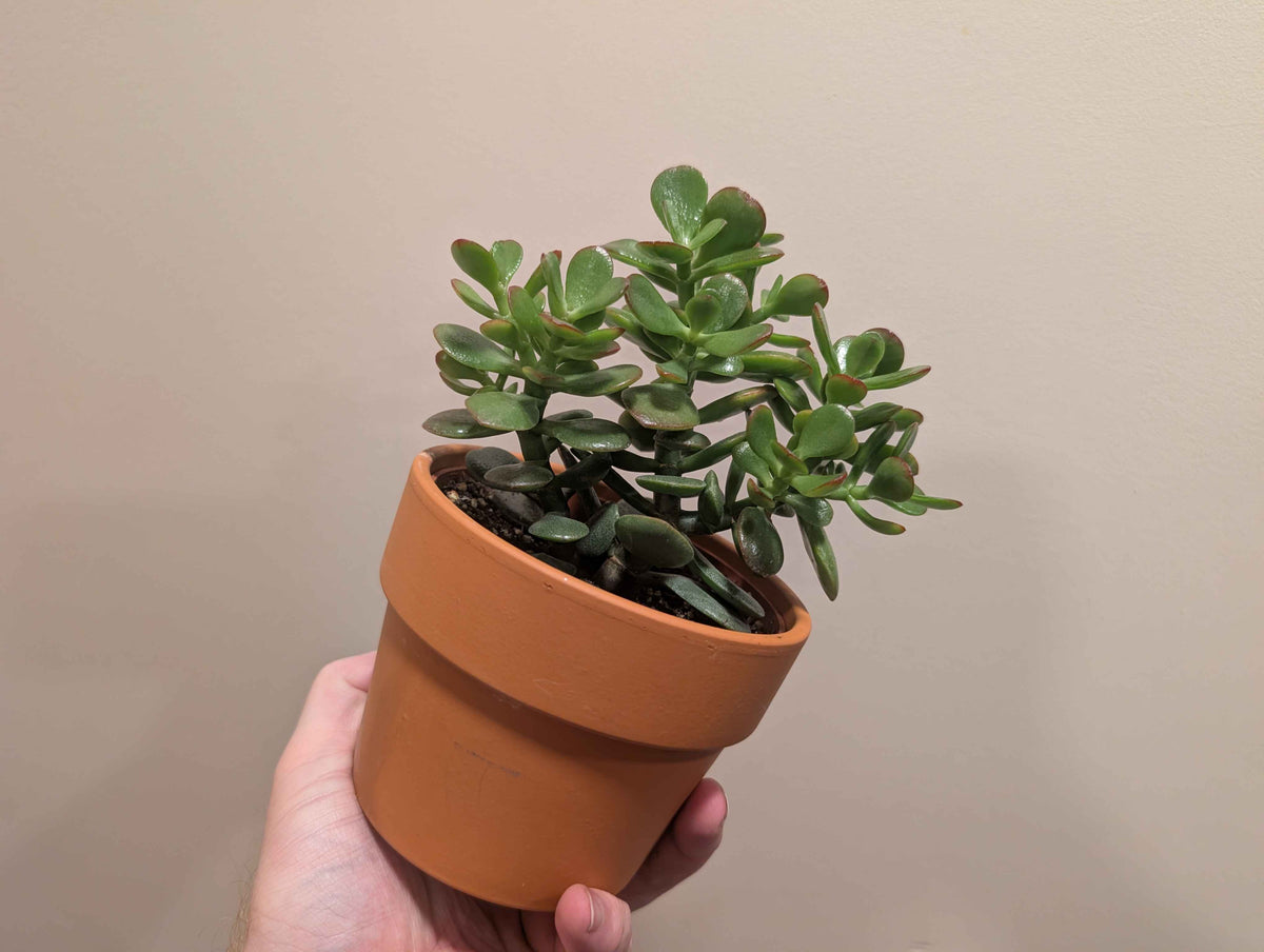 Succulent Mix In Terracotta Pot 12cm