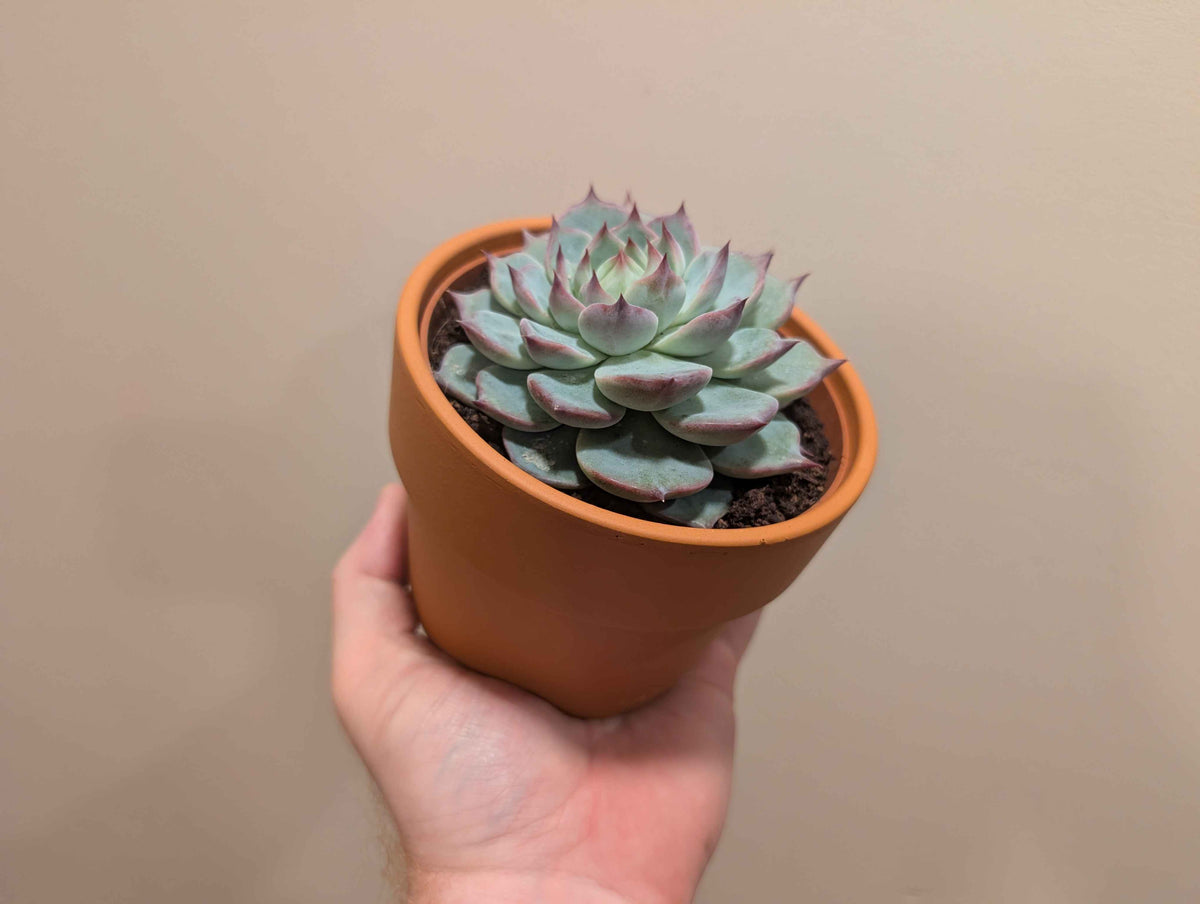 Succulent Mix In Terracotta Pot 12cm