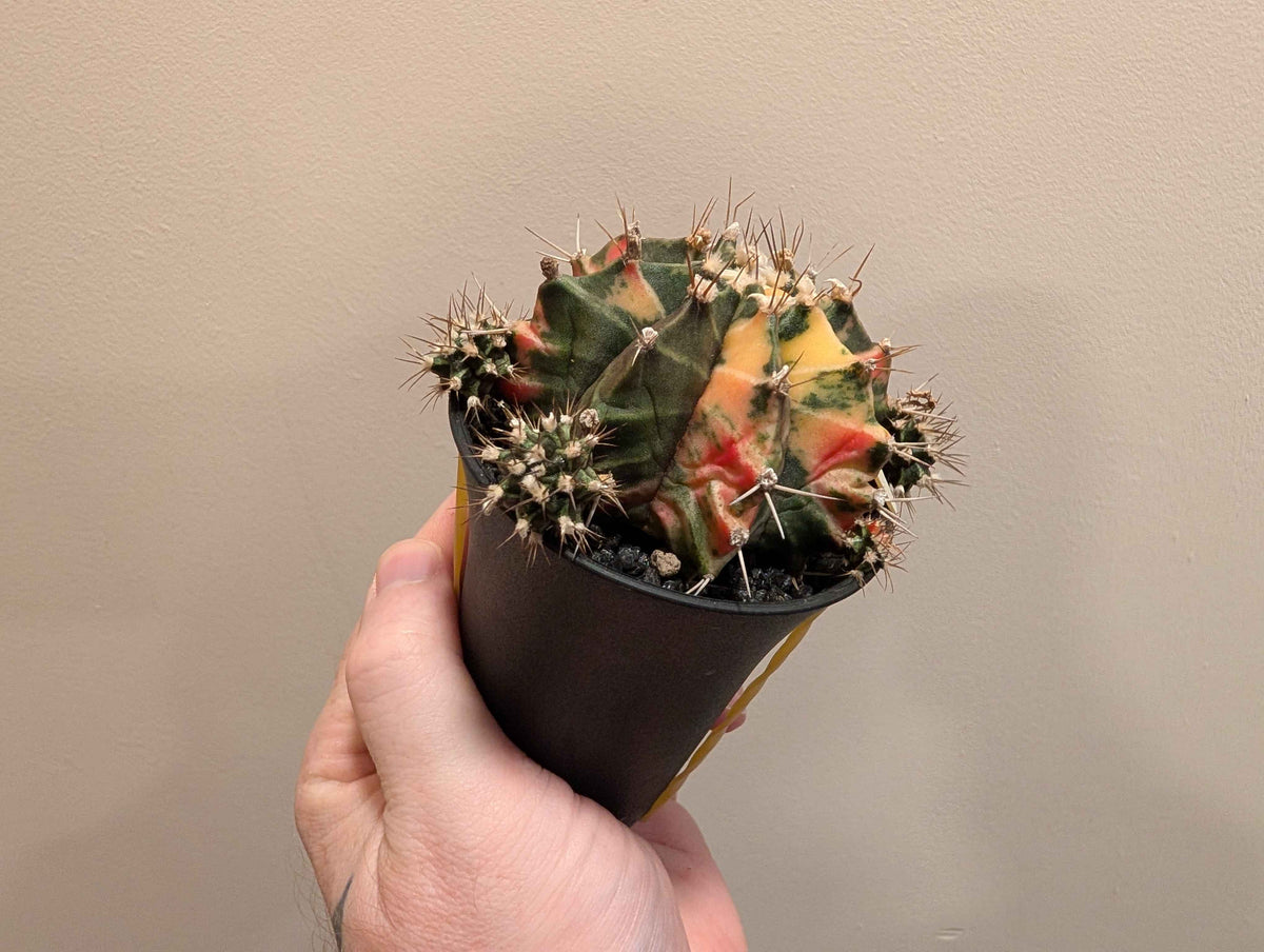 Gymnocalycium Mihanovichii ‘Japan’ Variegata Mix 7cm