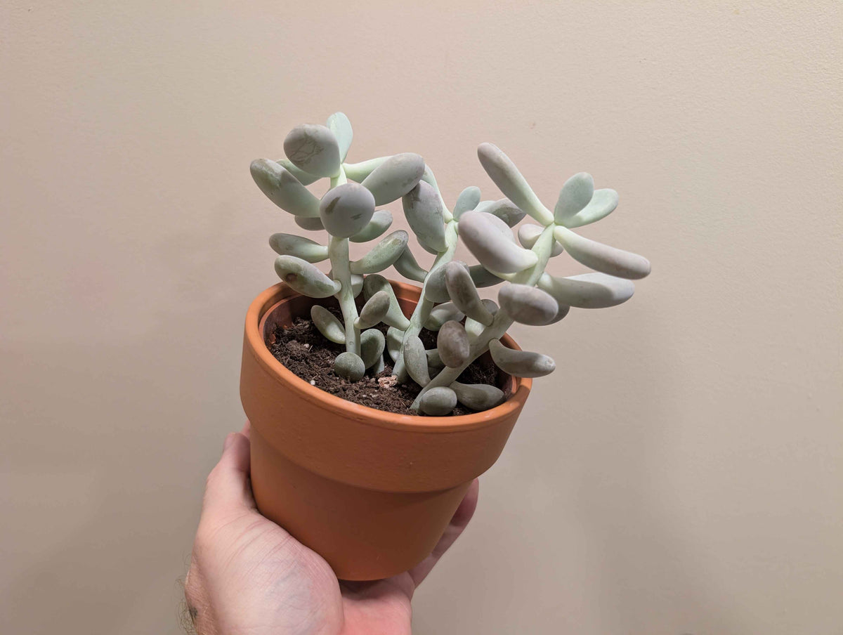 Succulent Mix In Terracotta Pot 12cm
