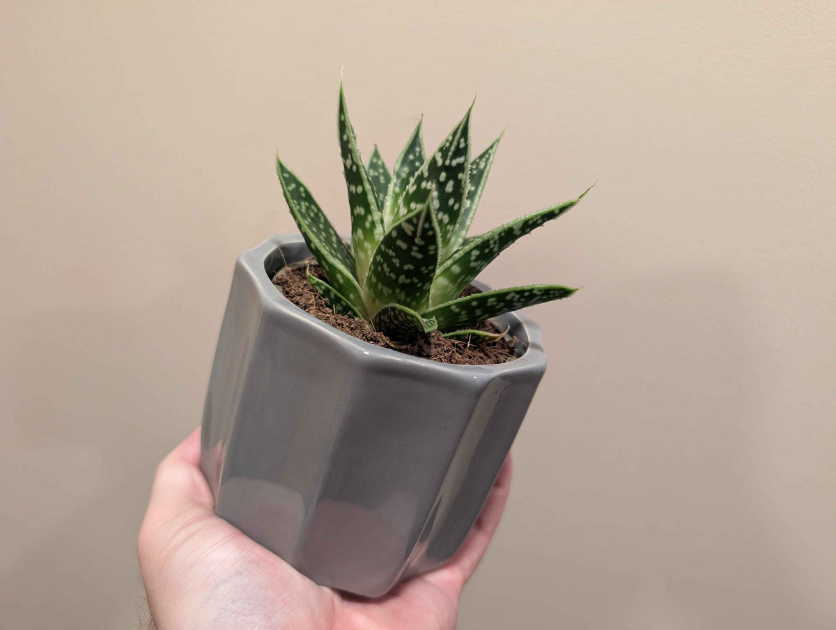 Succulent Mix In Ceramic Pot 10cm