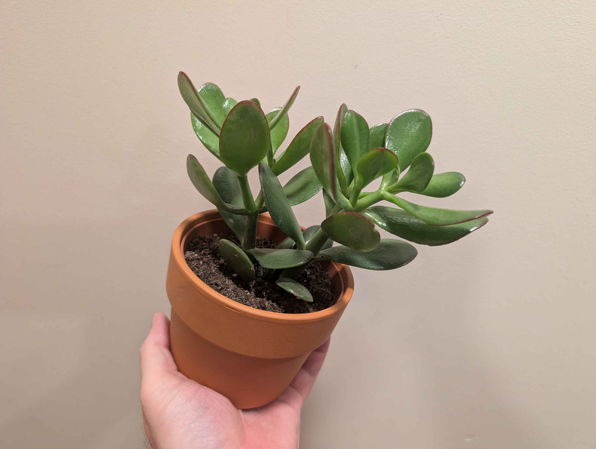 Succulent Mix In Terracotta Pot 12cm